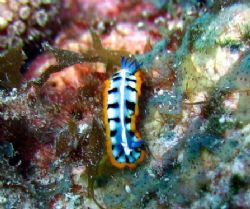 Nudibranch
Key Largo, Florida
Canon SD500 + Inon UCL-16... by Terence Zahner 